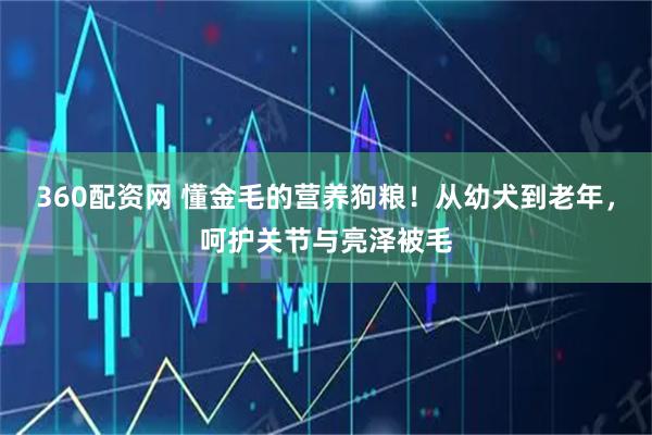 360配资网 懂金毛的营养狗粮！从幼犬到老年，呵护关节与亮泽被毛